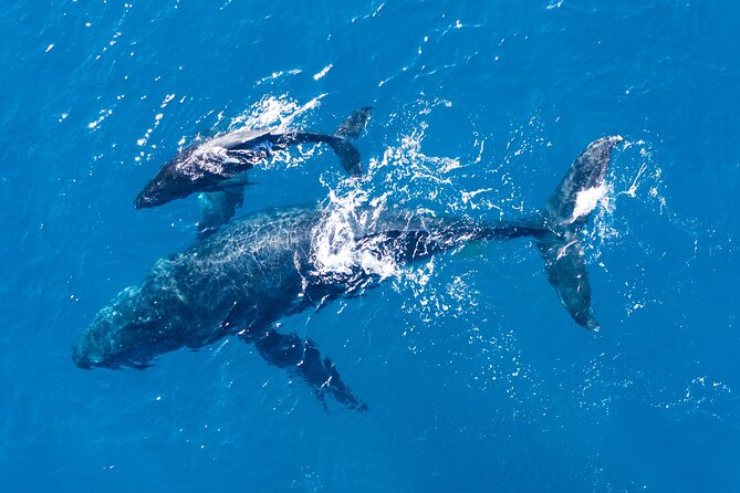 Lagos: Dolphins & Benagil Caves – Catamaran - Benagil coast views: golden sands and cliffside photo moments