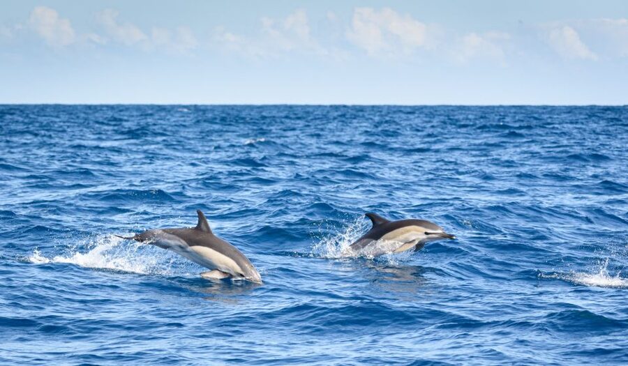 Lagos: Dolphins & Caves - Catamaran - After dolphins: the secluded bay, swim stop, and the onboard water slide