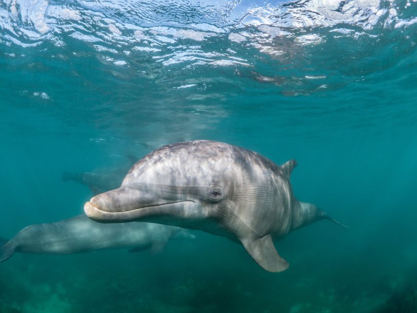 Lagos: Dolphins & Caves - Catamaran - What to bring, what not to bring, and how to avoid the common hassles