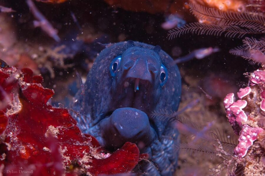 Lagos: Guided Scuba Diving Trip for Beginners - Key points to know before you go