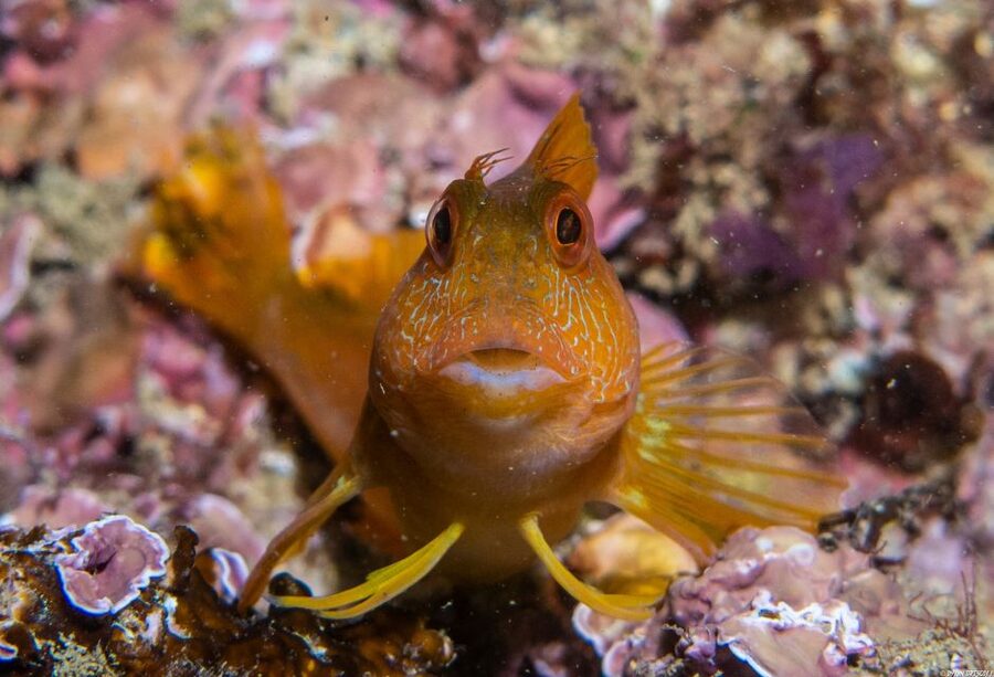 Lagos: Guided Scuba Diving Trip for Beginners - Getting Equipped Fast, Without the Guesswork