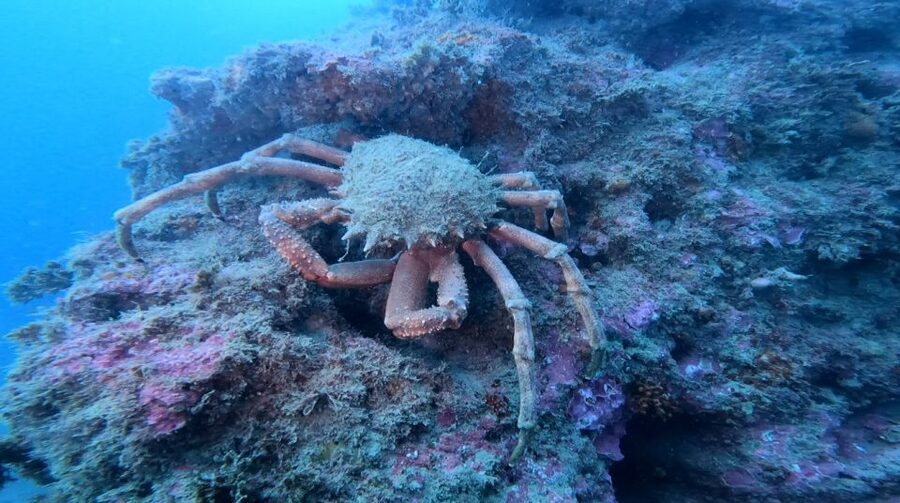 Lagos: Guided Scuba Diving Trip for Beginners - Your Guided Underwater Session for Complete Beginners