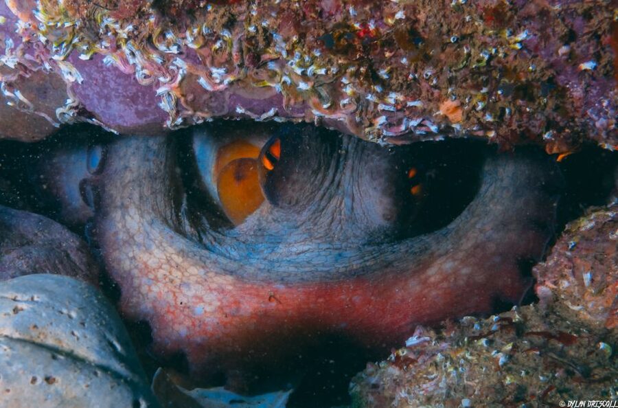 Lagos: Guided Scuba Diving Trip for Beginners - What You’ll See: Cuttlefish, Octopus, and Shore Creatures