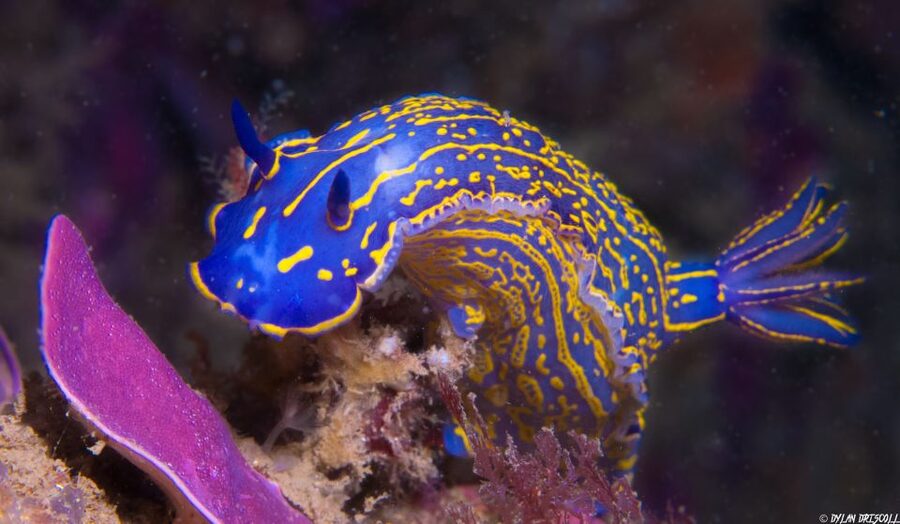 Lagos: Guided Scuba Diving Trip for Beginners - Safety and Comfort: What the Instructors Really Do