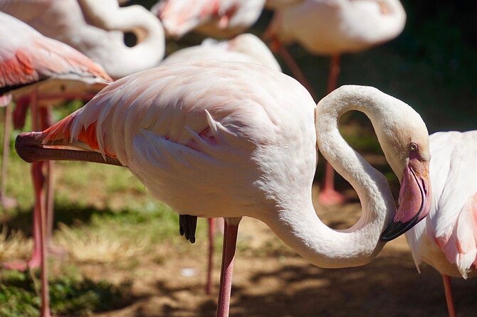 Lagos Zoo Admission Ticket - Key highlights at Lagos Zoo