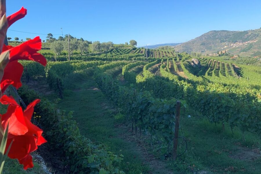 Lamego: Quinta da Portela de Baixo Winery Tour and Tasting - Meeting point at Quinta da Portela: get your bearings fast