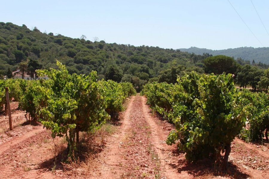 Lisbon: Arrábida and Sesimbra Day Trip with Wine - Azeitão wine day, from family-run tastings to José Maria da Fonseca