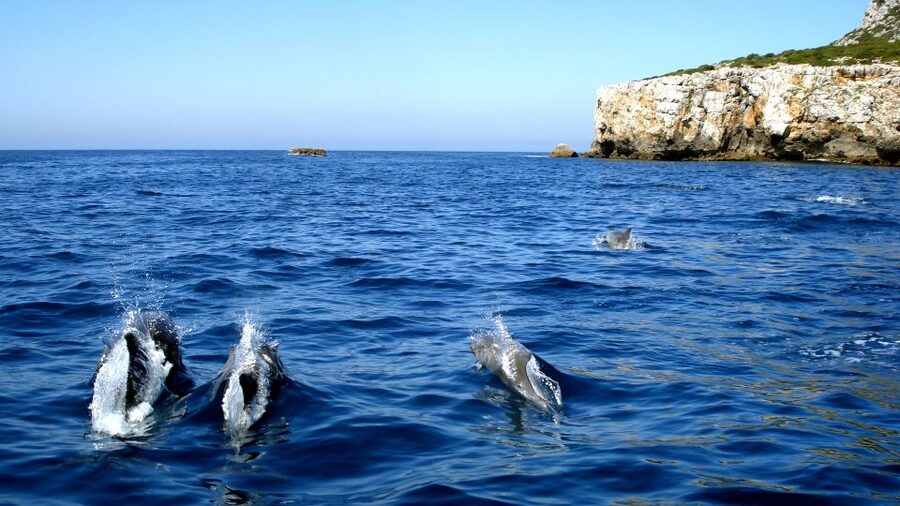 Lisbon: Arrábida Natural Park Dolphin Watching Boat Tour - Key things that make this dolphin tour different