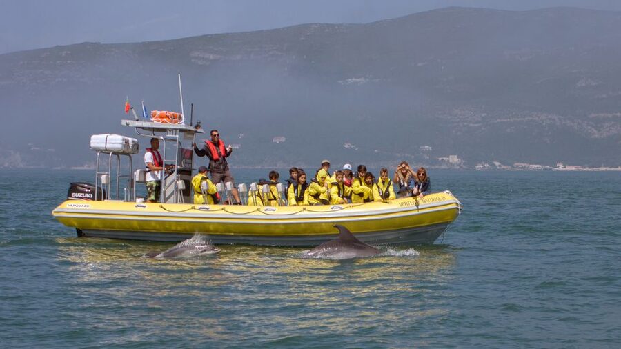 Lisbon: Arrábida Natural Park Dolphin Watching Boat Tour - Sesimbra to Arrábida, the part of Lisbon that feels worlds away