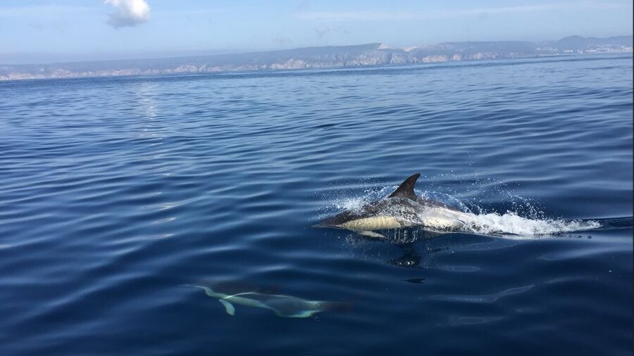 Lisbon: Arrábida Natural Park Dolphin Watching Boat Tour - Dolphin spotting odds, what 95% really means in practice