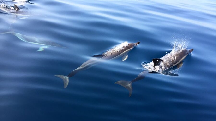 Lisbon: Arrábida Natural Park Dolphin Watching Boat Tour - How the guides turn searching into something you can feel