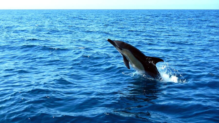 Lisbon: Arrábida Natural Park Dolphin Watching Boat Tour - Coastal views that last after the dolphins