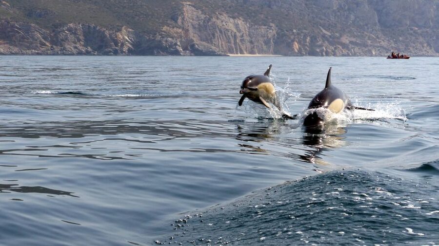 Lisbon: Arrábida Natural Park Dolphin Watching Boat Tour - The pastry and drink break, small but very worth it