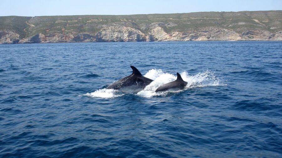 Lisbon: Arrábida Natural Park Dolphin Watching Boat Tour - Transportation from Lisbon, the day flow you should plan around