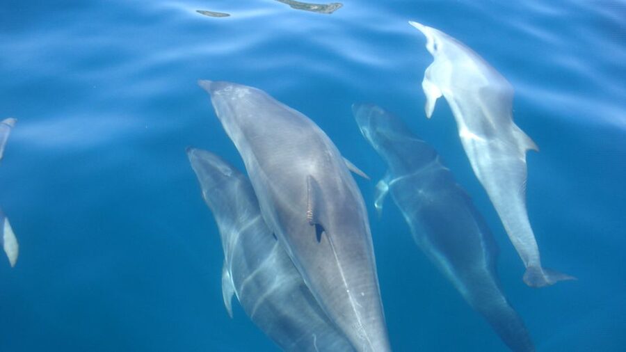 Lisbon: Arrábida Natural Park Dolphin Watching Boat Tour - Price and value: what you get for about $58