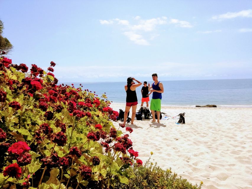 Lisbon: Arrábida Snorkeling Adventure - Marine life you might spot: squid, octopuses, and colorful fish