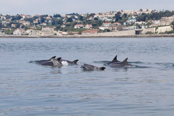 Lisbon: Dolphin Watching with a Marine Biologist - Ocean Safari - Price and Value: $62.88 for Dolphins Plus Real Boat Time