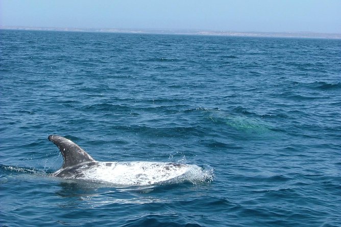 Lisbon: Dolphin Watching with a Marine Biologist - Ocean Safari - Your Route: Tagus Estuary to Farol do Bugio to Open Water