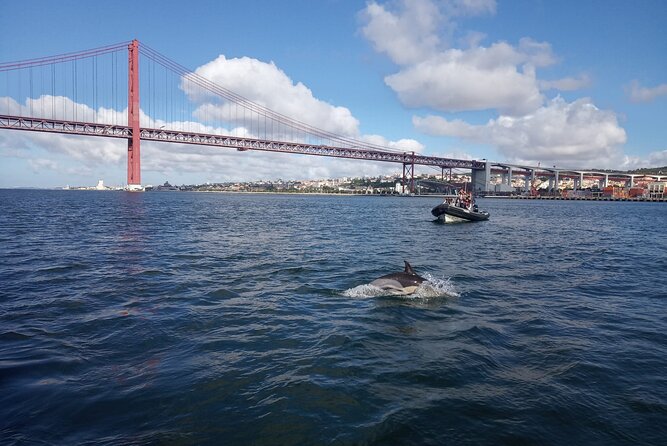 Lisbon: Dolphin Watching with a Marine Biologist - Ocean Safari - The Marine Biologist: What You Learn While You Watch