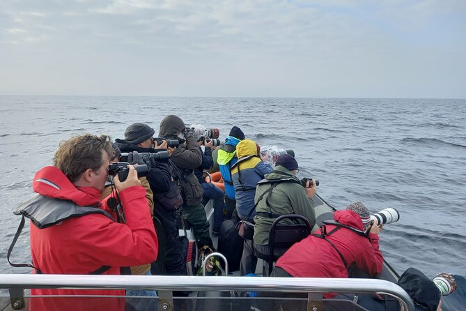 Lisbon: Dolphin Watching with a Marine Biologist - Ocean Safari - Dolphins Up Close: Species, Pods, and the Real Meaning of “Search”