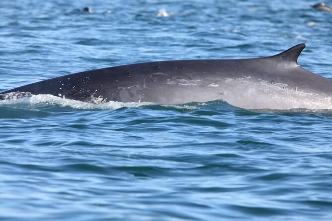 Lisbon: Dolphin Watching with a Marine Biologist - Ocean Safari - Belem Tower and Lisbon Views Without the Crowds