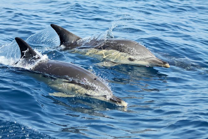 Lisbon: Dolphin Watching with a Marine Biologist - Ocean Safari - Where You Start: Doca de Santo Amaro and the Easy Dock Access