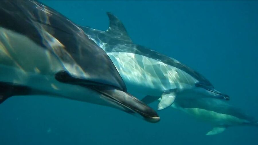 Lisbon: Dolphin Watching with Marine Biologist - Key highlights I’d bookmark