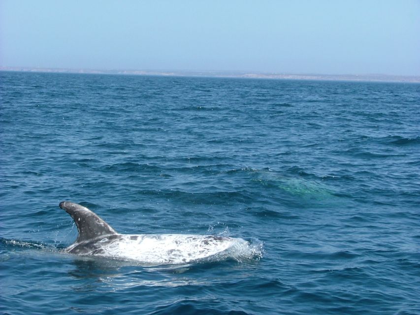 Lisbon: Dolphin Watching with Marine Biologist - My Booking Advice: Choose the Clear-Day Mindset
