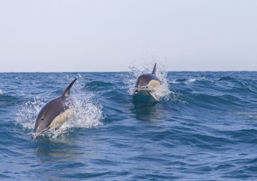 Lisbon: Dolphin Watching with Marine Biologist - Getting Started at Doca de Santo Amaro, Gate 3