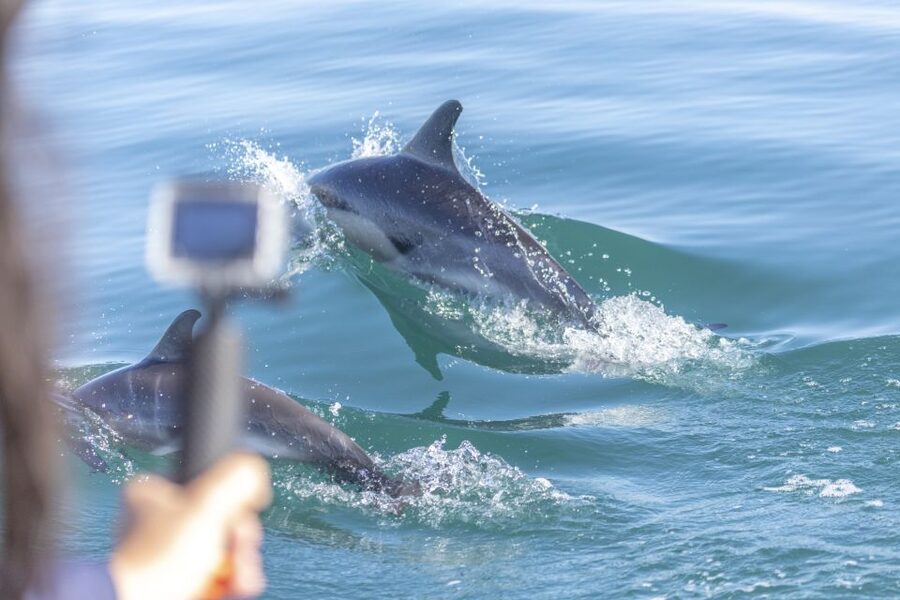 Lisbon: Dolphin Watching with Marine Biologist - Finding Dolphins With a Marine Biologist on the Water