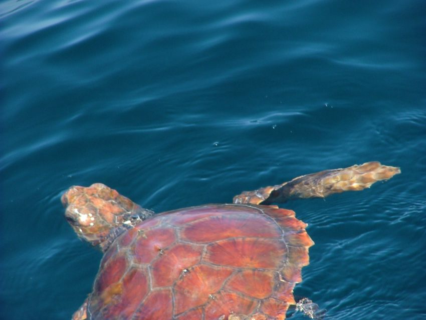 Lisbon: Dolphin Watching with Marine Biologist - Scenic Stops From the Water: São Lourenço do Bugio and More