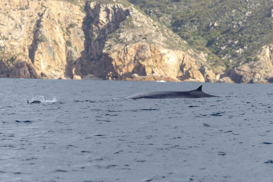 Lisbon: Dolphin Watching with Marine Biologist - Value for $76: Why the Price Makes Sense (When It Works)