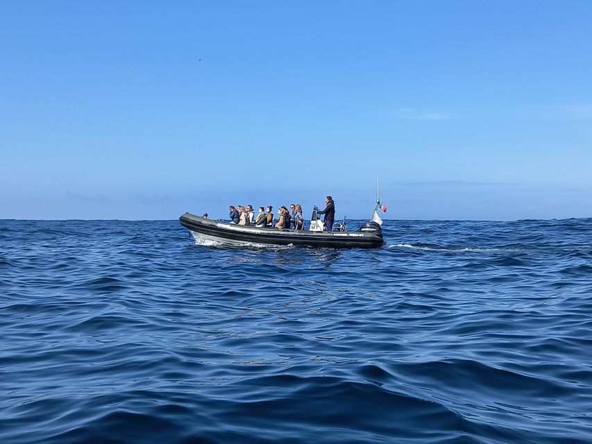 Lisbon: Dolphin Watching with Marine Biologist - Who This Tour Suits Best, and Who Should Rethink It