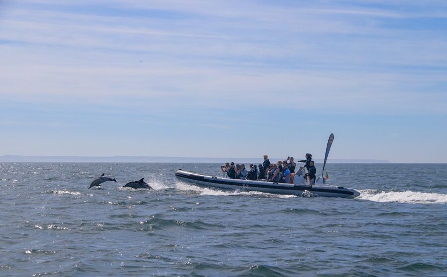 Lisbon: Dolphin Watching with Marine Biologist - Small Group - Practical Tips To Maximize Your Chances Of Dolphins