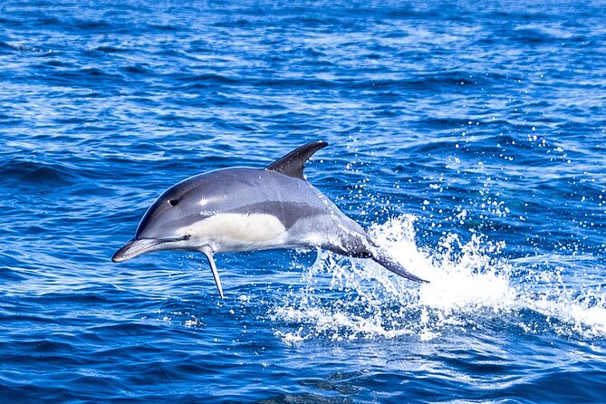 Lisbon: Dolphin Watching with Marine Biologist - Small Group - Settling In At The Mercedes Benz Oceanic Lounge By The 25 De Abril Bridge