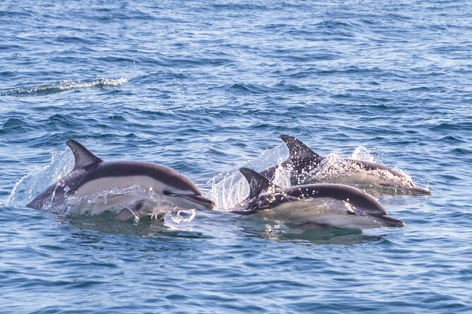 Lisbon: Dolphin Watching with Marine Biologist - Small Group - Dolphins Are Wild, So The Hunt Becomes The Experience