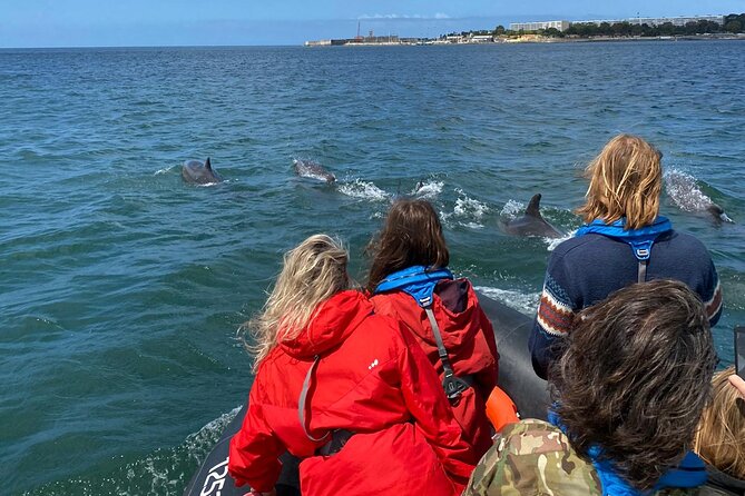 Lisbon: Dolphin Watching with Marine Biologist - Small Group - What You’ll Learn From The Marine Biologist Onboard