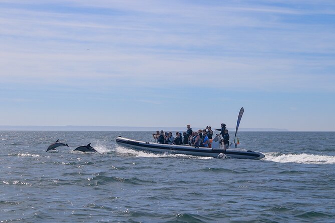 Lisbon: Dolphin Watching with Marine Biologist - Small Group - Photo Stops And River Views You Don’t Get From Land