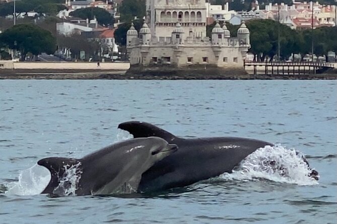 Lisbon: Dolphin Watching with Marine Biologist - Small Group - The Conservation Angle: What Your Boat Day Supports
