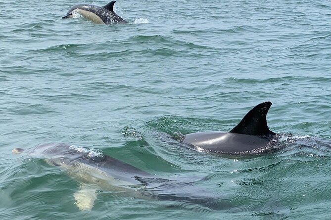 Lisbon: Dolphin Watching with Marine Biologist - Small Group - Who This Tour Fits Best, And Who Might Want Another Option
