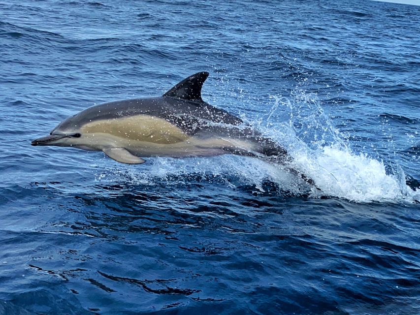 Lisbon: Dolphin Watching with Marine Biologist - Small Group - Price And Value: What You Get For $61 In 3 Hours