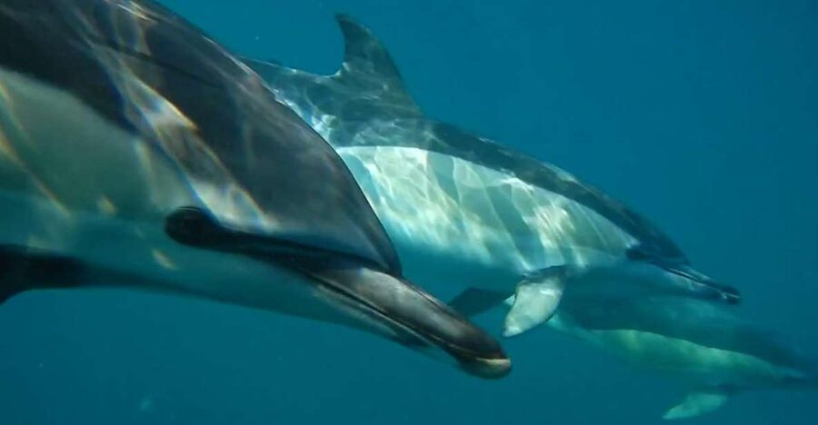 Lisbon: Dolphin Watching with Marine Biologist - The Speedboat Ride: What “Fast and Comfortable” Means in Real Life