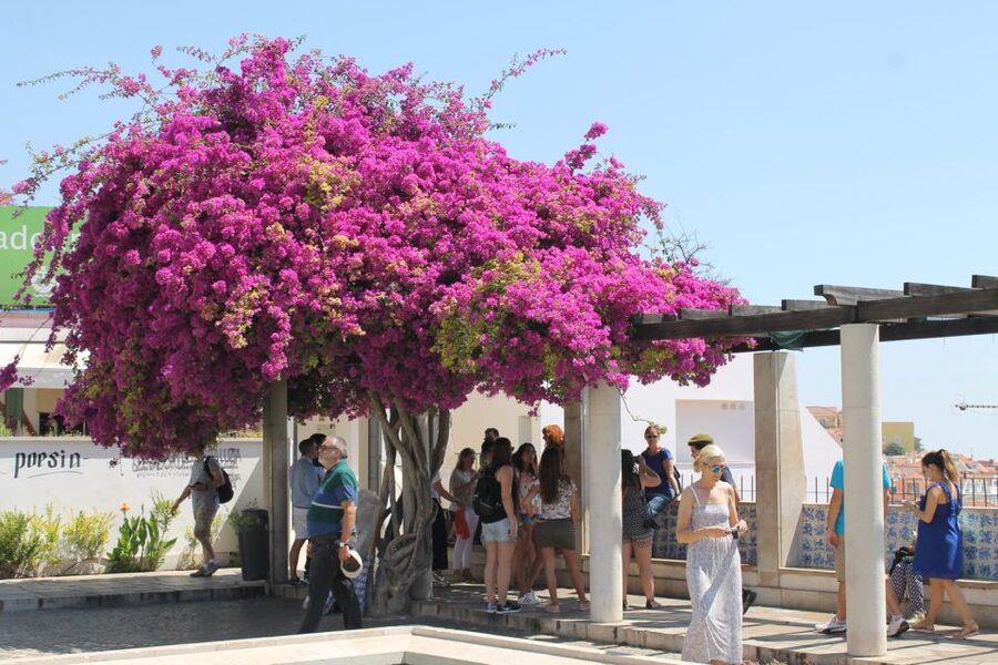Lisbon: Full-Day Private Walking Sightseeing Tour - Key highlights you should know before you go