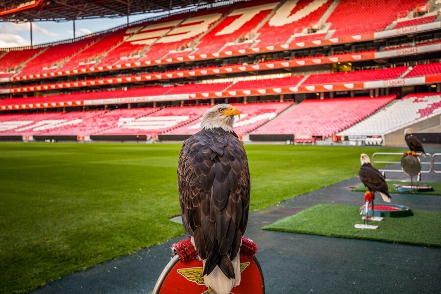 Lisbon: Luz Stadium Tour & SL Benfica Museum Ticket w/Scarf - Eagle Hall and Photos, With Real Sense of Club Identity