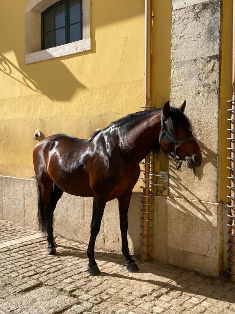 Lisbon: Morning of Equestrian Art with Lusitano Horses - Nora Patio viewing: period music, easy photos, and what to watch for