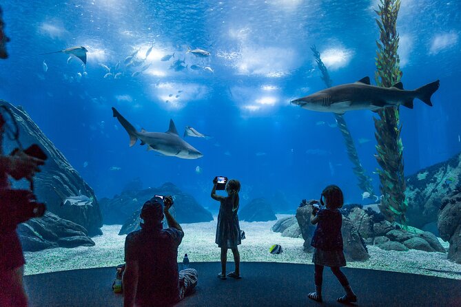 Lisbon Oceanario: Aquarium Entrance Ticket - Your ticket value: access to the aquarium plus two major exhibits