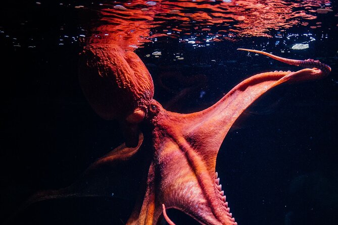 Lisbon Oceanario: Aquarium Entrance Ticket - How long to plan, when to go, and what crowds will do to your day