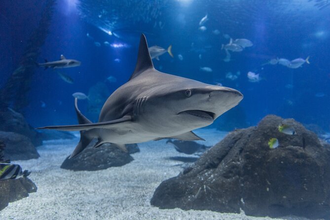 Lisbon Oceanario: Aquarium Entrance Ticket - Sea otters, rays, sharks, and the highlights you’ll keep thinking about