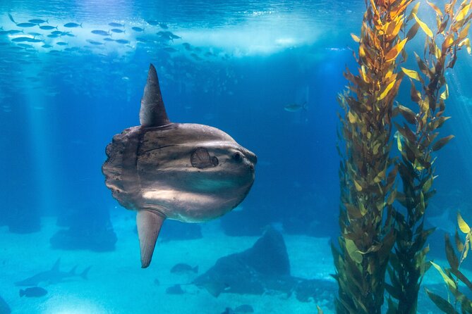 Lisbon Oceanario: Aquarium Entrance Ticket - The Antarctic Habitat update and what it changes for your visit