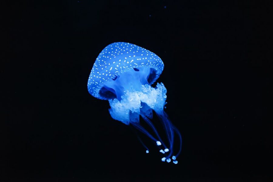Lisbon: Oceanário de Lisboa Entrance Ticket - Food, comfort, and photo sanity